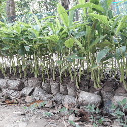 সবুজ জাতের ছোট এলাচ গাছের ঝাড় ও এর রোপন যোগ্য চারা Elachi Tree In Bangladesh