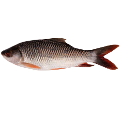 পাইকারি রুই মাছ