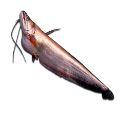 পাইকারি বোয়াল মাছ