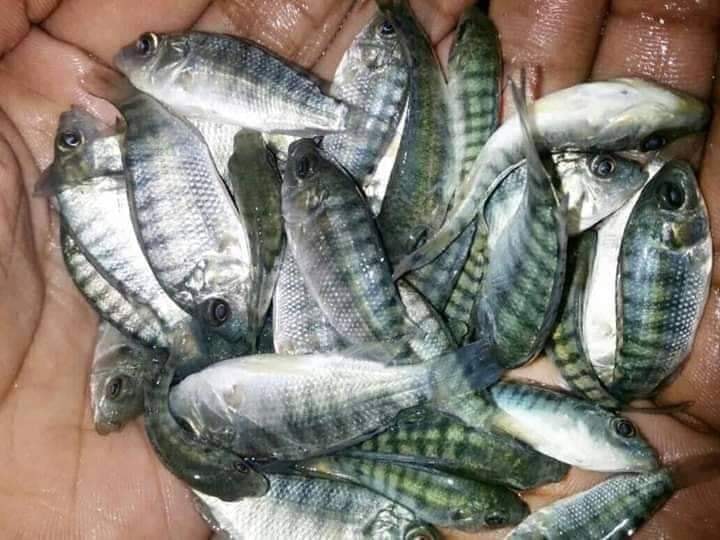 মনোসেক্স তেলাপিয়া মাছের পোনা । Manufacturer & Exporters of Monosex Tilapia fish seed in Bangladesh । monosex tilapia price in bangladesh