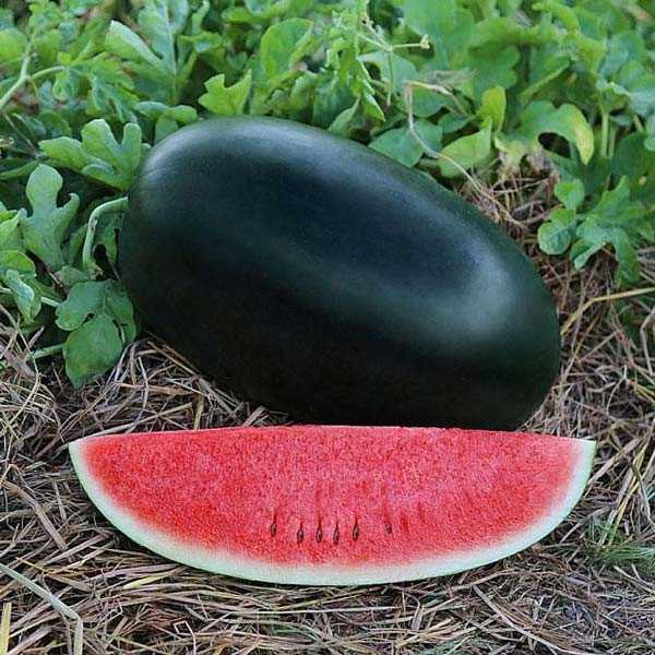 Black Watermelon Seeds – Hybrid