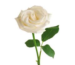 White Rose (সাদা গোলাপ)