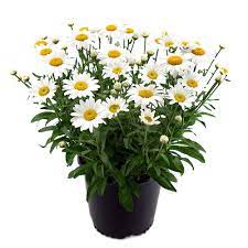Aster White Plant ( With Pot)