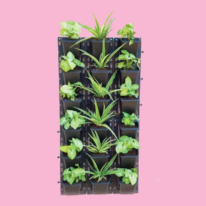 Green Wall Vertical Garden Plants Packs