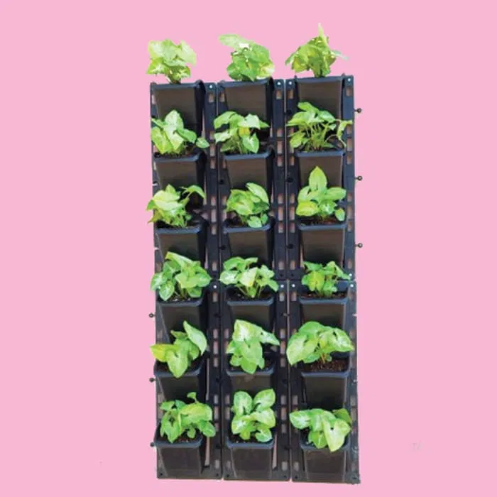 Green Wall Vertical Garden Plants Packs