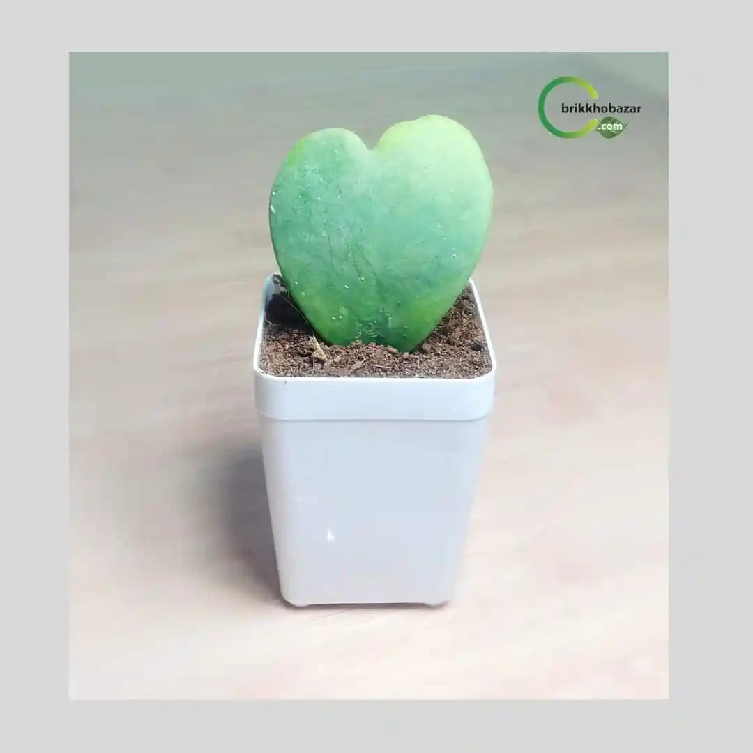 Love Cactus