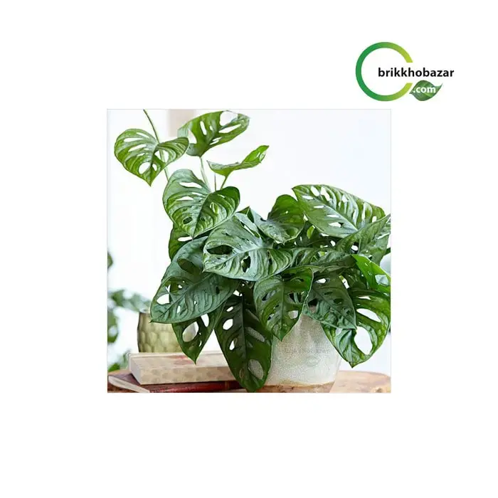 Monstera obliqua-Plant ( মোনস্টিয়া প্লান্ট) টব ছাড়া