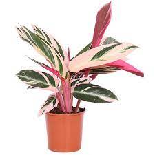 Calathea Triostar – Plant ( ক্যালাথিয়া প্লান্ট) টব ছাড়া