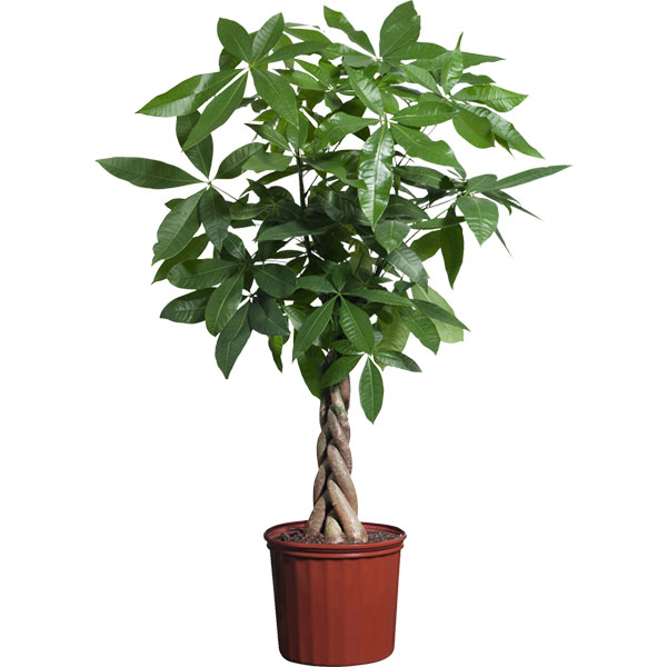 Tree Plant